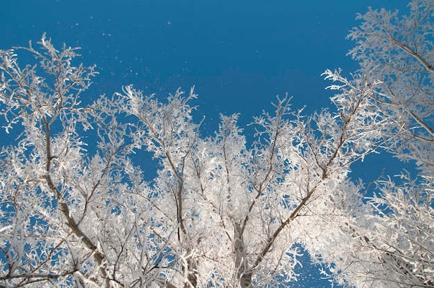 Un árbol en la nieve contra una vista del cielo azul desde abajo