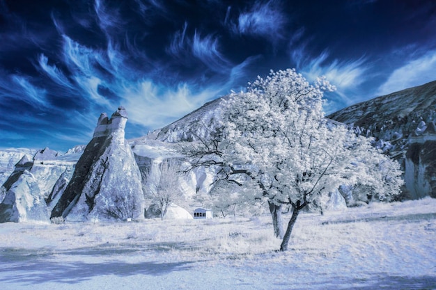 un árbol con nieve en él y una casa en el fondo