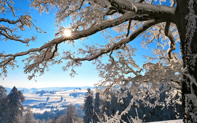 un árbol con nieve en él y el sol brillando a través de él