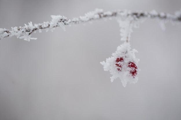 árbol en la nieve