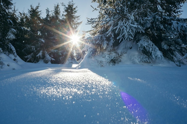 un árbol en la nieve