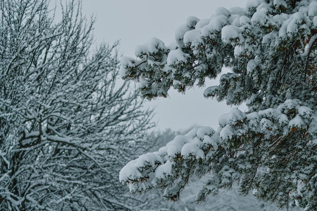 Un árbol con nieve