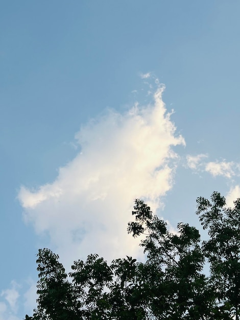 Un árbol con una nube en el cielo.