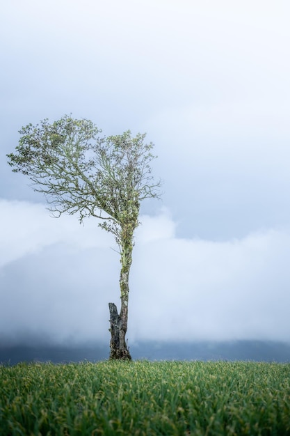 Un árbol en las nubes con la palabra árbol.