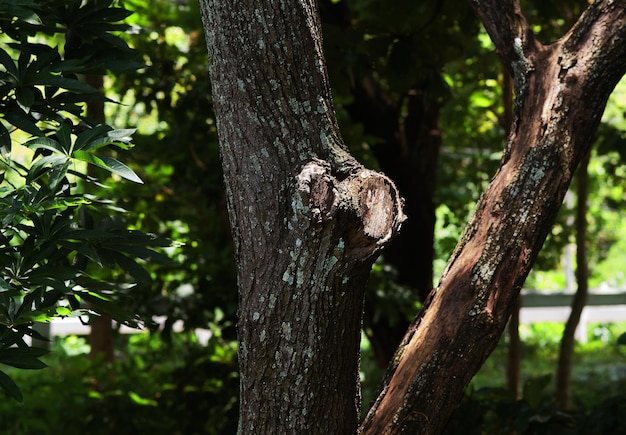 Un árbol con un nudo