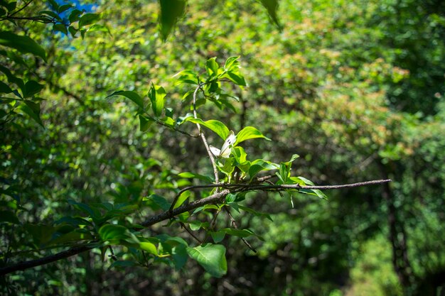 árbol nuevo laevescerrar primavera