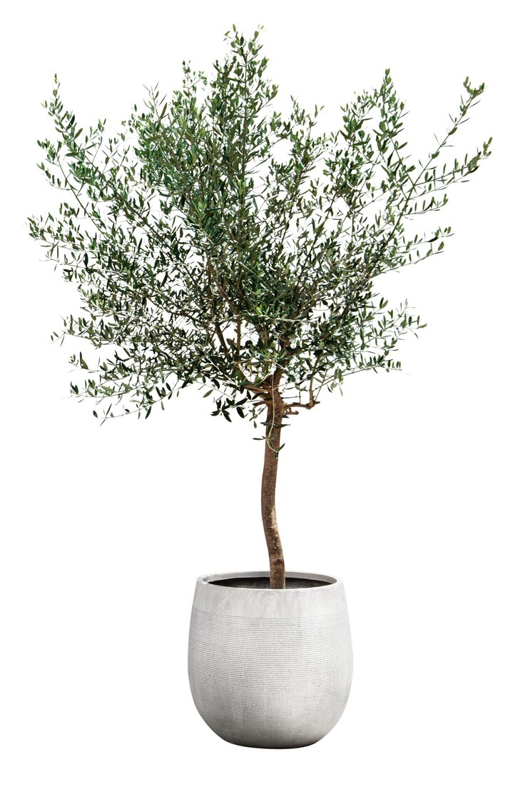 Árbol de olivo pegatina png imagen de planta de interior fondo transparente