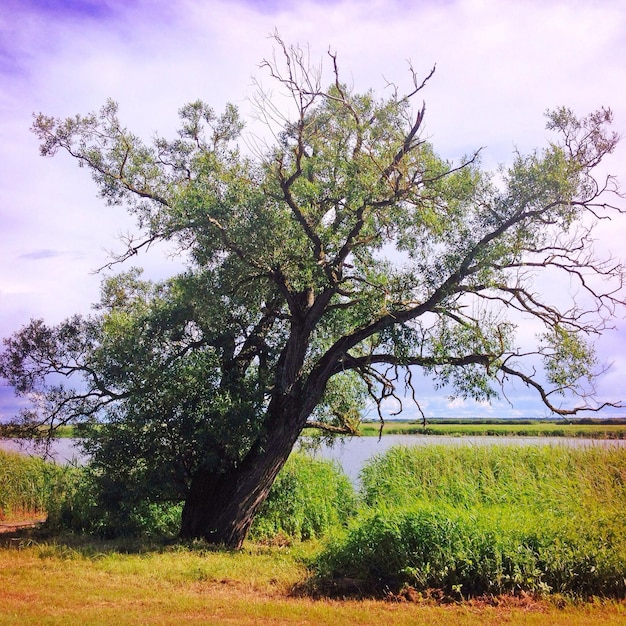 Foto Árbol en la orilla del lago contra el cielo nublado