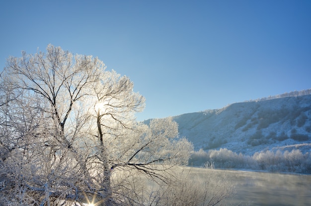 El árbol en la orilla del río está cubierto de escarcha en el invierno.