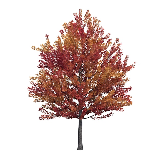 árbol de otoño aislado sobre fondo blanco, ilustración 3D, cg render