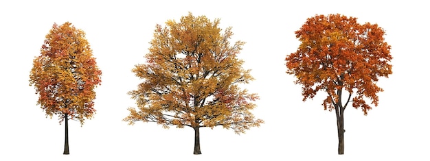 árbol de otoño aislado sobre fondo blanco, ilustración 3D, cg render