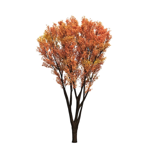 árbol de otoño aislado sobre fondo blanco, ilustración 3D, cg render