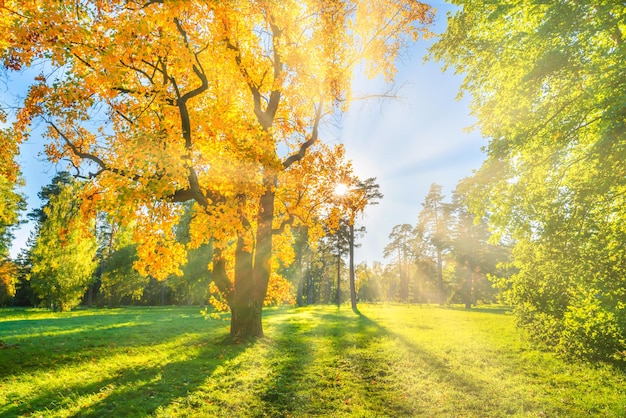 Árbol de otoño amarillo en campo verde