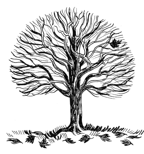 Árbol de otoño. Dibujo a tinta en blanco y negro