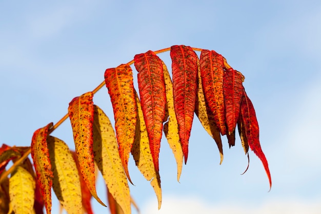 El árbol de otoño con follaje cambió de color en la temporada de otoño.