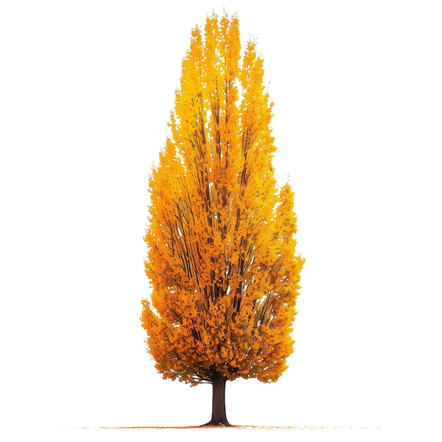 Foto Árbol de otoño con hojas amarillas aislado en un árbol de fondo blanco o transparente con hojas amarillas