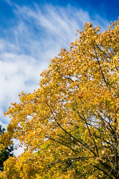 Árbol en otoño u otoño