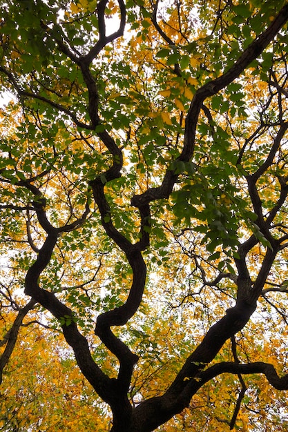 Foto Árbol de otoño