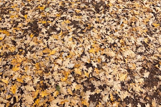 árbol en el otoño