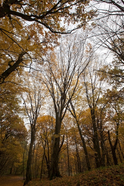 arbol de otoño