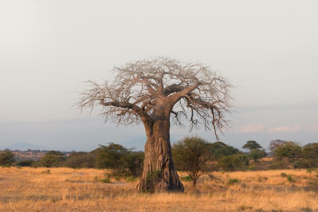 Foto Árbol en el paisaje contra el cielo despejado