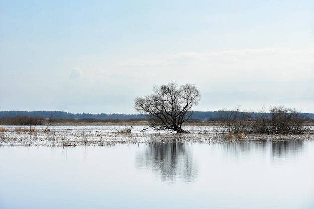 El árbol del paisaje crece en un campo con agua de un río.