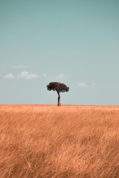 Árbol en el paisaje de hierba contra el cielo
