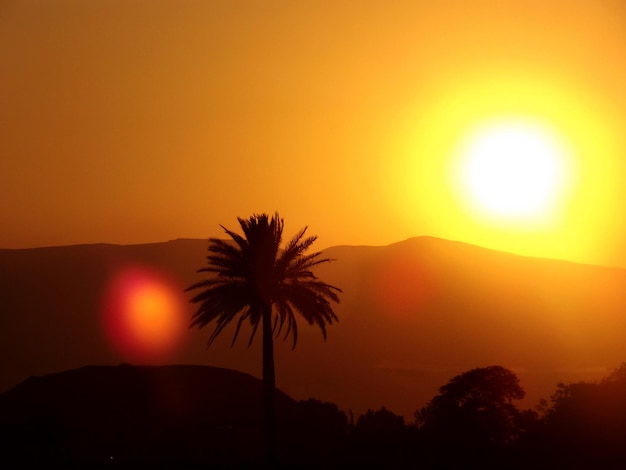 Foto Árbol en el paisaje de silueta al atardecer