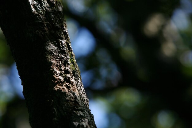 Un árbol con un pájaro en él.