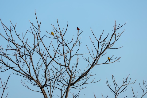 Un árbol con pájaros y un cielo azul de fondo.