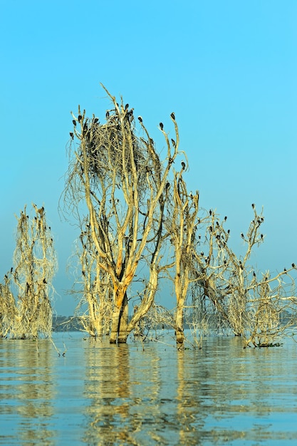 Foto Árbol con pájaros en el lago naivasha en kenia