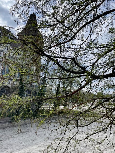 Foto un árbol con la palabra 