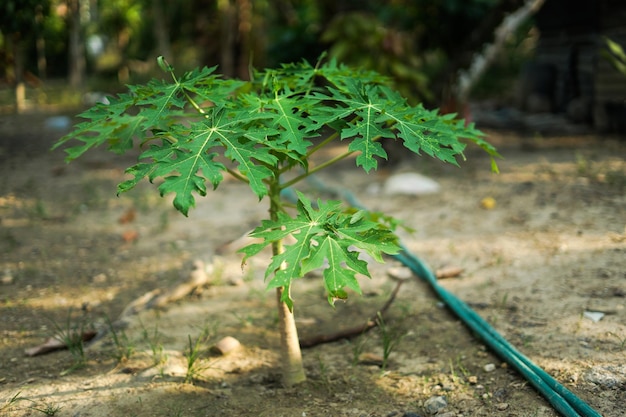 El árbol de papaya todavía es pequeño y aún no ha dado fruto.