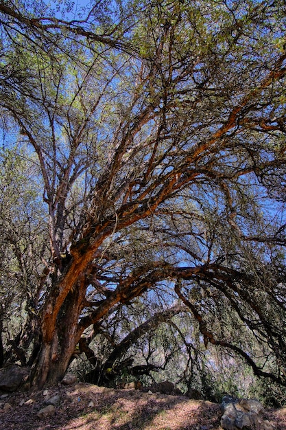 Foto Árbol de papel polylepis incana