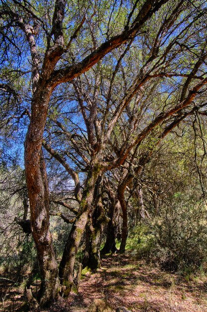 Foto Árbol de papel polylepis incana