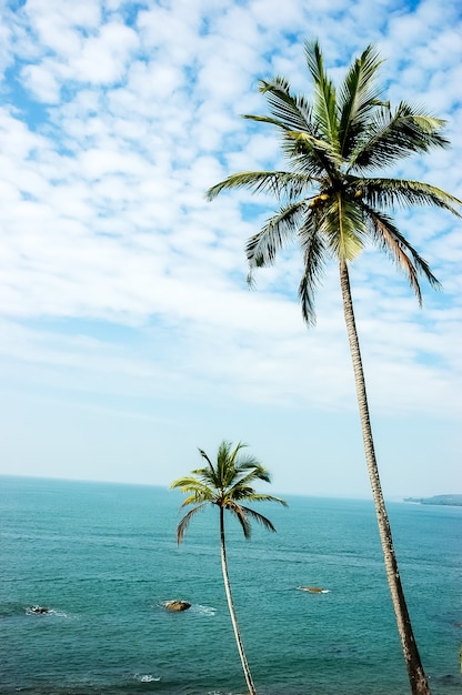 Foto Árbol paralelo