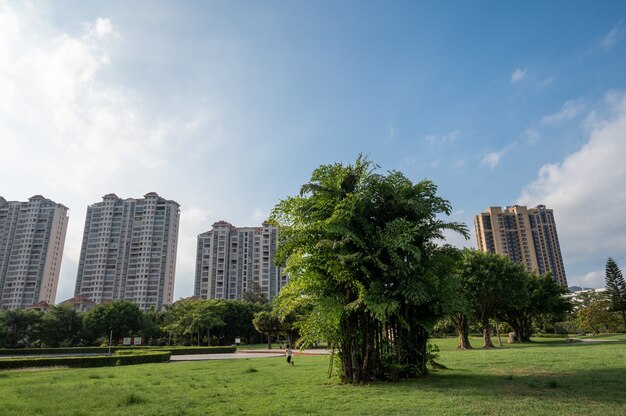 Un árbol en el parque bajo el cielo azul tiene una gran corona.