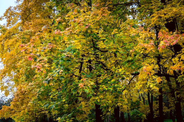 Árbol en el parque de la ciudad con hojas de colores, temporada de otoño.
