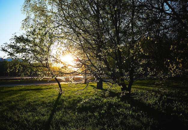 Foto Árbol del parque dramáticamente iluminado durante el paisaje del atardecer