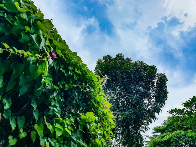 Foto Árbol del parque con fondo de cielo azul