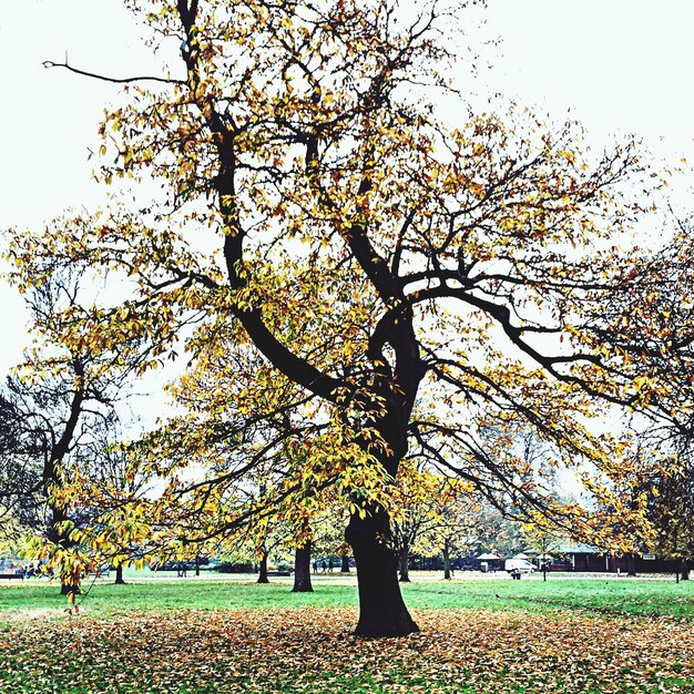 Foto Árbol en el parque