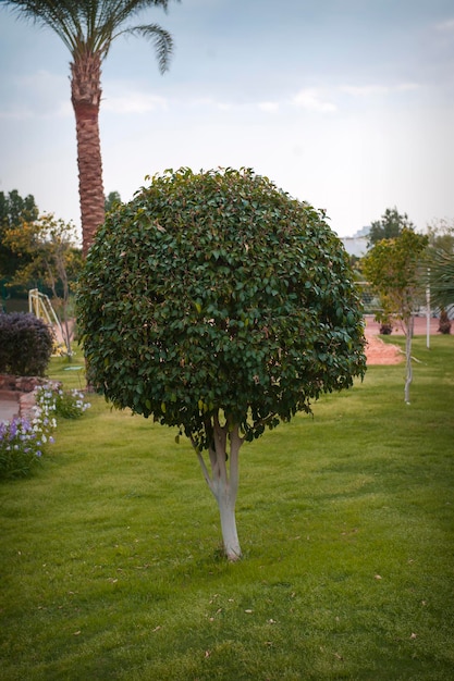 árbol en el parque