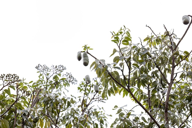 Foto Árbol de patas apestosas con frutas