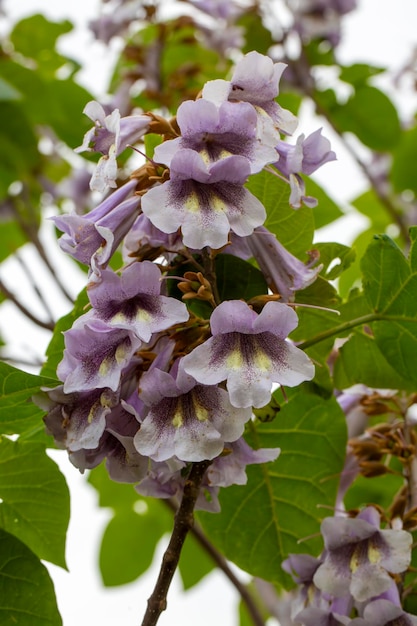 Foto Árbol de paulownia tomentosa con flores púrpuras