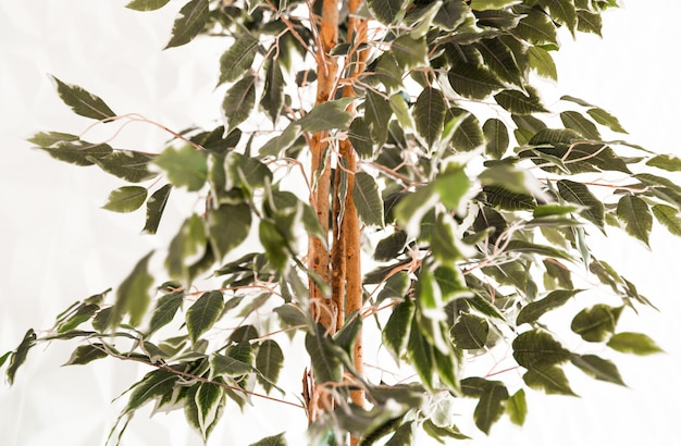 Un árbol con pequeñas hojas verdes se alza contra una pared blanca en el interior de la sala de estar.