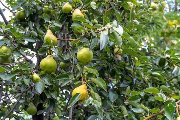 Arbol de pera. Peras maduras en un árbol en un jardín.