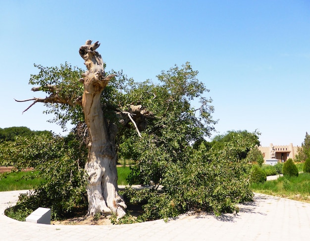 Árbol perenne en un parque en la ciudad de Khiva