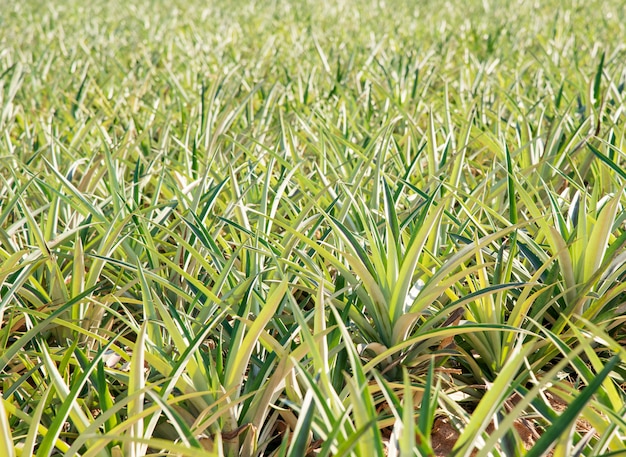 Árbol de piña.