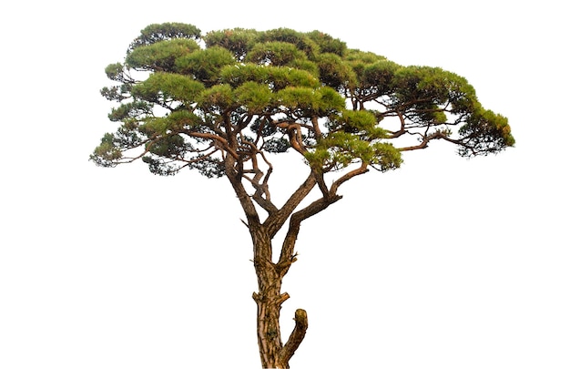 árbol de pino aislado en fondo blanco con camino de corte