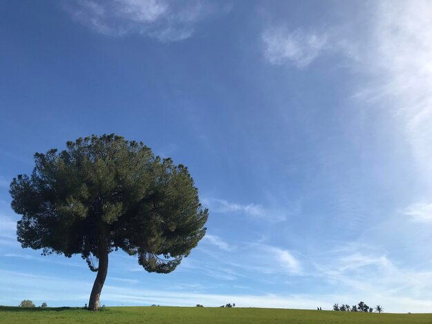 Foto Árbol de pino